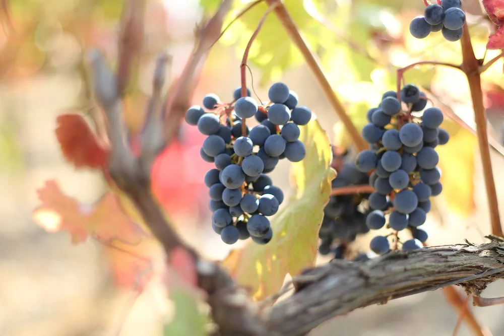 Fotogallery esperienza alla Fattoria Moretto, Castelvetro di Modena