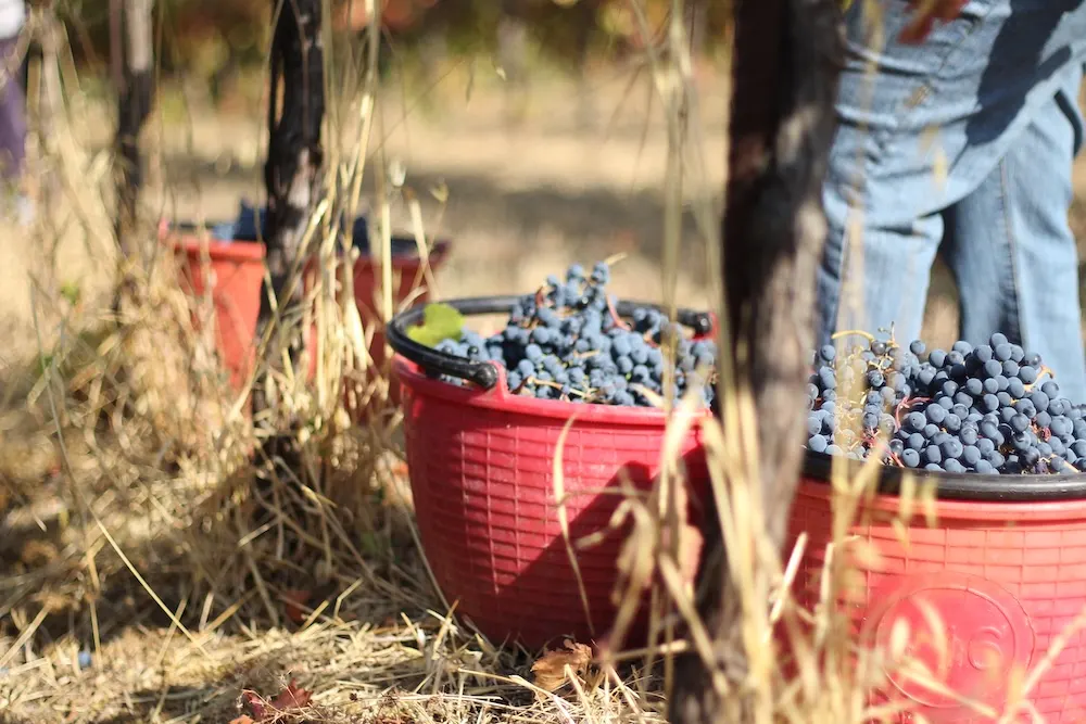 Fotogallery esperienza alla Fattoria Moretto, Castelvetro di Modena