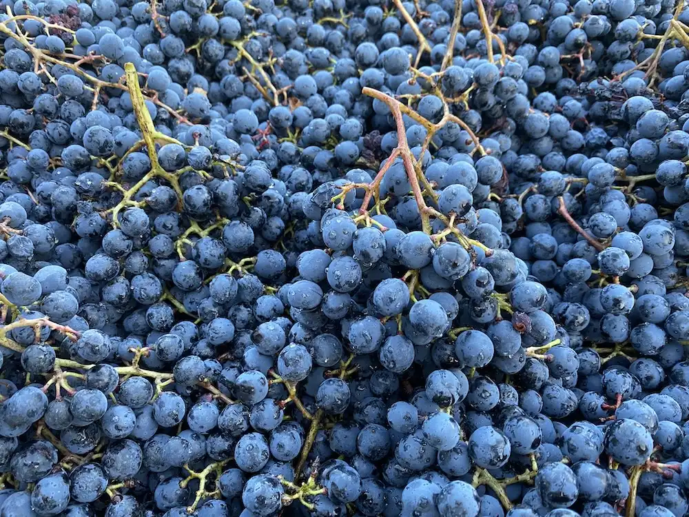 Fotogallery esperienza alla Fattoria Moretto, Castelvetro di Modena