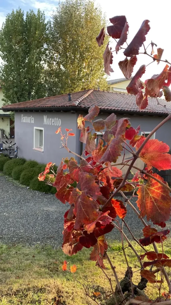 CANTINA LAMBRUSCO GRASPAROSSA FATTORIA MORETTO