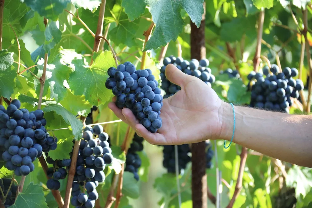 Fotogallery esperienza alla Fattoria Moretto, Castelvetro di Modena