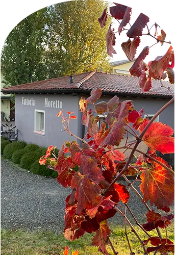 Copertina esperienza Fattoria Moretto