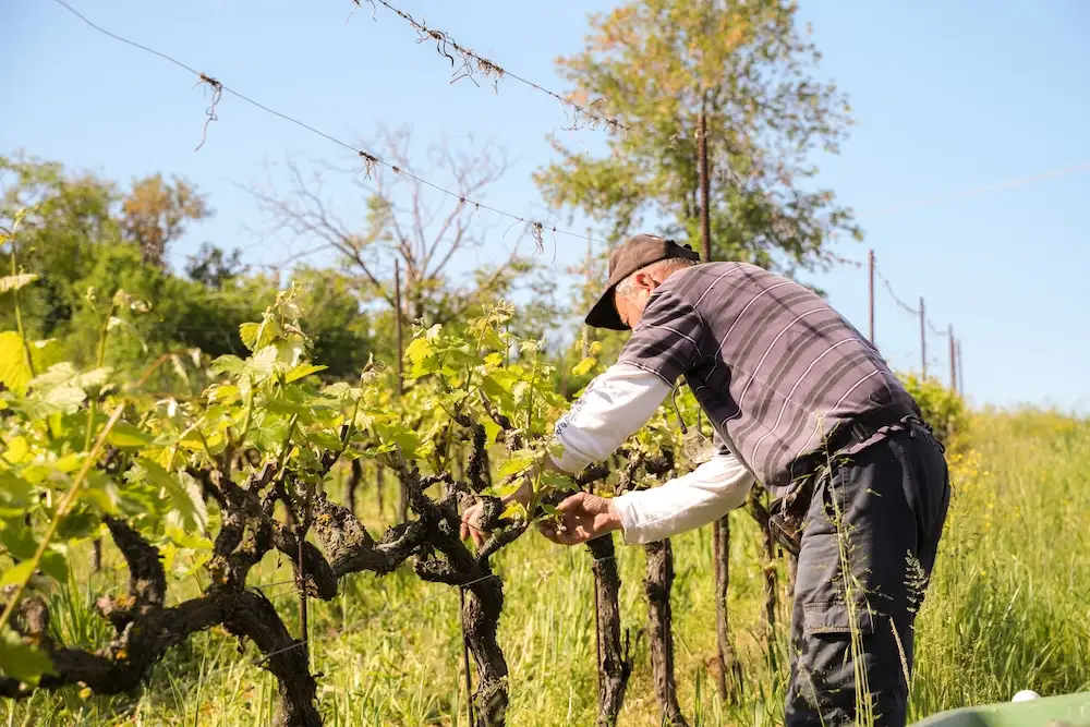 Fotogallery esperienza alla Fattoria Moretto, Castelvetro di Modena