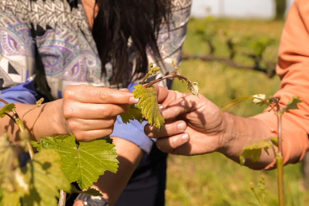 Fotogallery esperienza alla Fattoria Moretto, Castelvetro di Modena